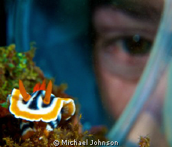 Dive Buddy checking out the Nudi..... by Michael Johnson 